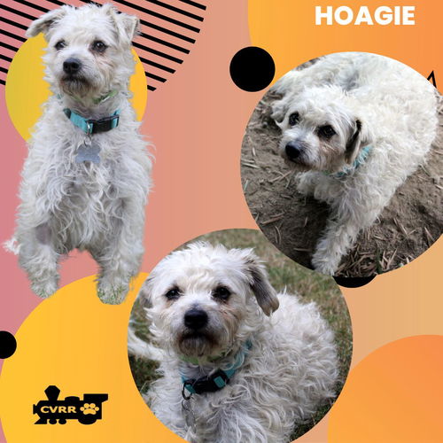 Hoagie