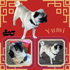 Yumi (Rizty)