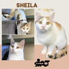 Sheila