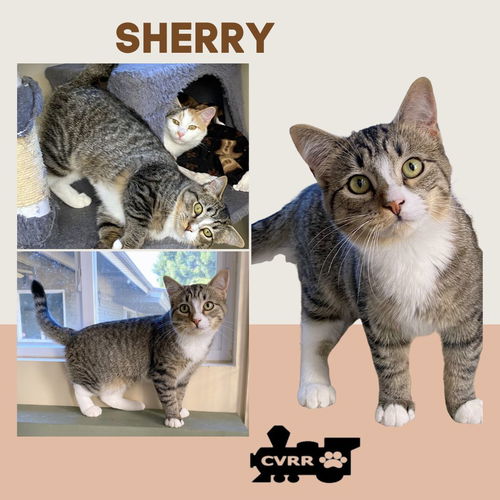 Sherry (Cat)