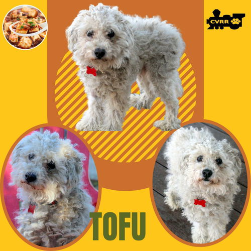 Tofu (Ritzy)