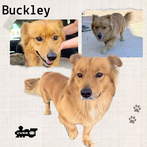 Buckley