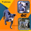 Tobias