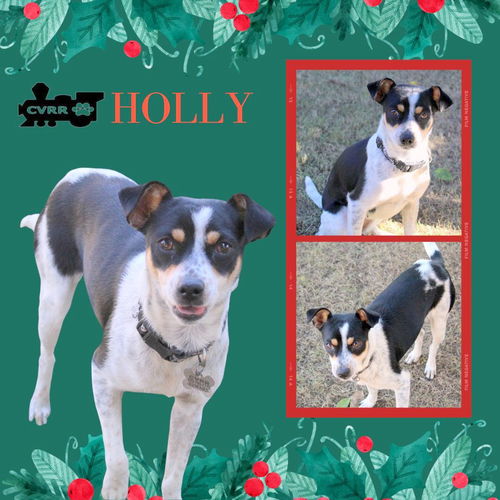 Holly