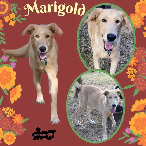 Marigold