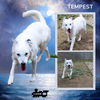 Tempest