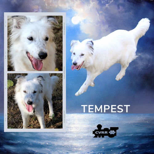 Tempest