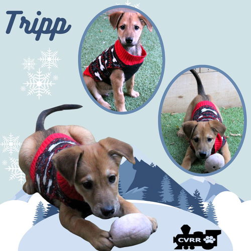 Tripp (Puppy)