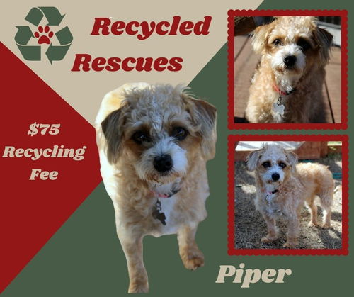 Piper(Recycle)