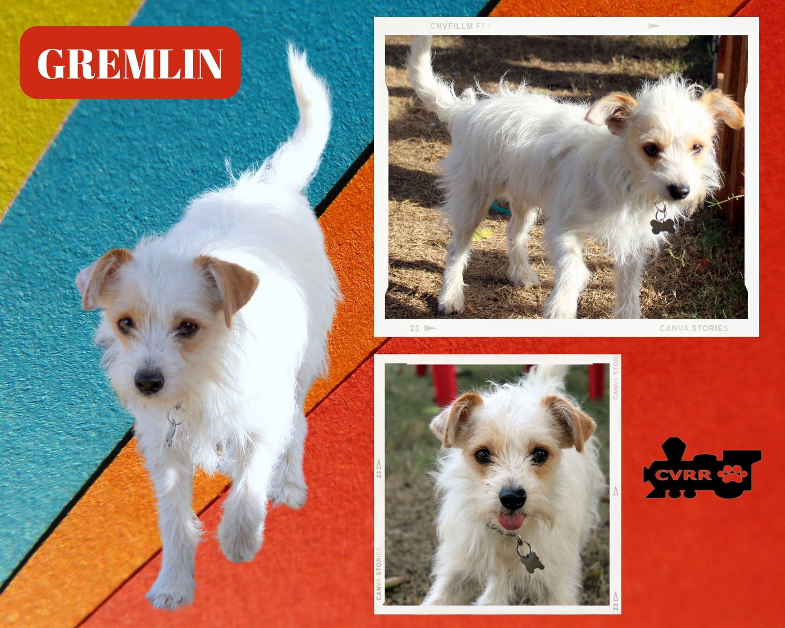 Dog for Adoption Gremlin, a Jack Russell Terrier in Tulare County, CA