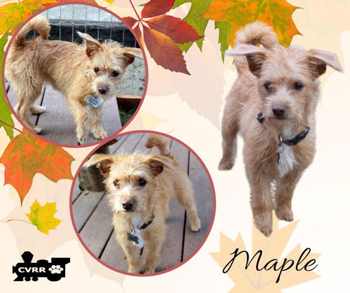 Maple