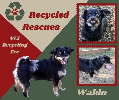 Waldo (Recycle)