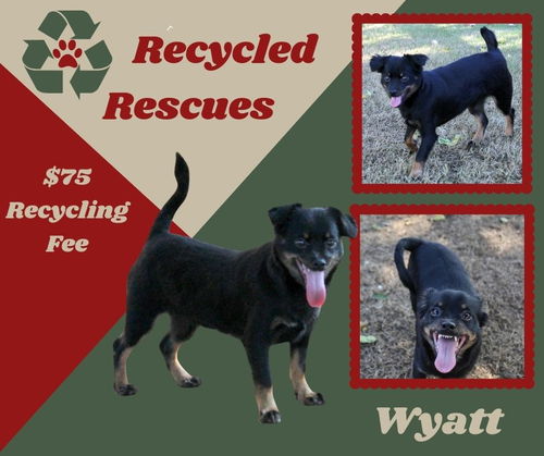 Wyatt (Recycle)