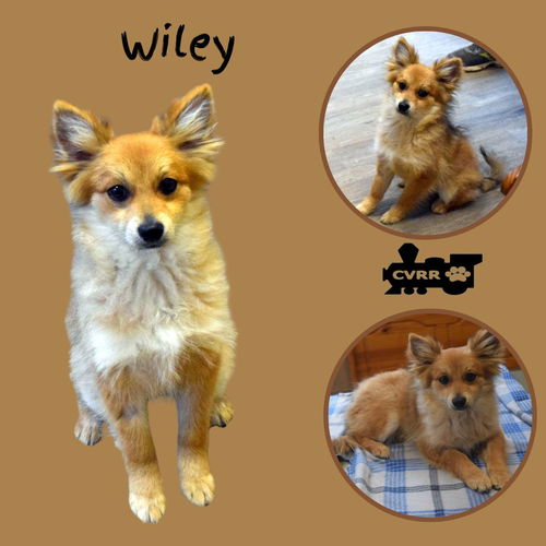 Wiley (Puppy)