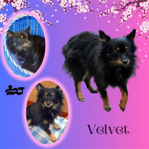 Velvet (Ritzy)