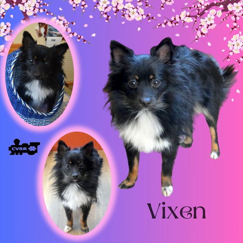 Vixen (Ritzy)