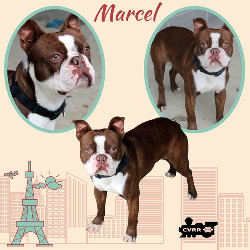 Marcel (Ritzy)