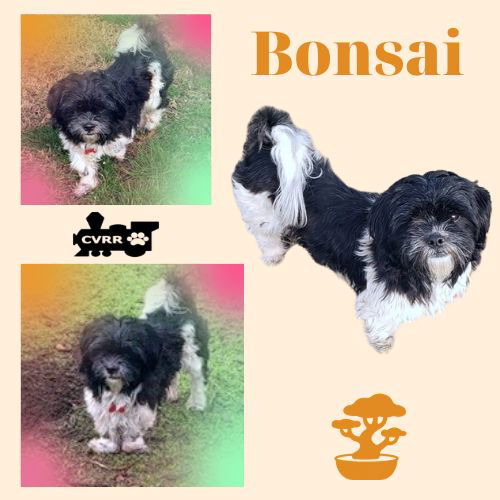 Bonsai (Ritzy)