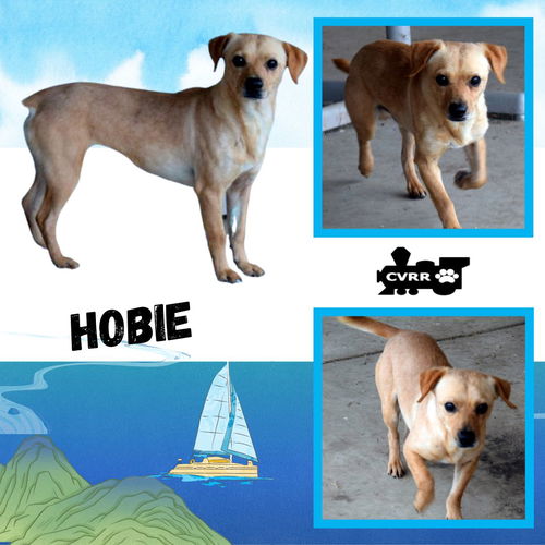 Hobie