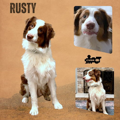 Rusty (Ritzy)