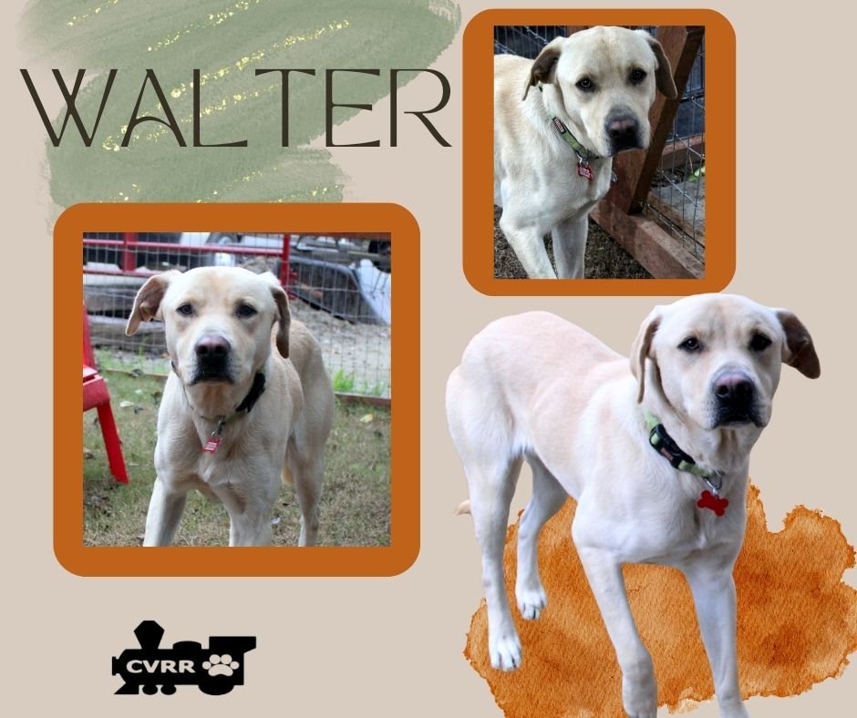 adoptable Dog in Lindsay, CA named Walter