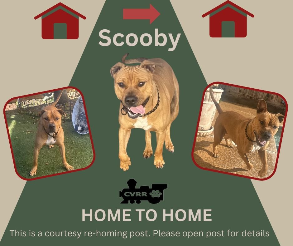 adoptable Dog in Lindsay, CA named *Scooby (Home to Home)