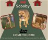 *Scooby (Home to Home)