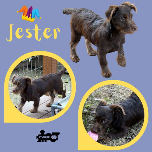 Jester (Puppy)