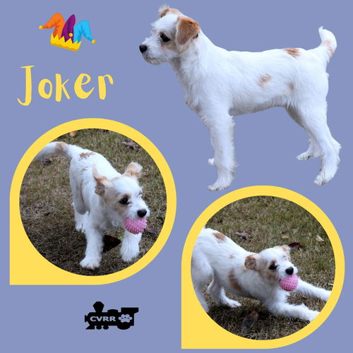 Joker (Puppy)