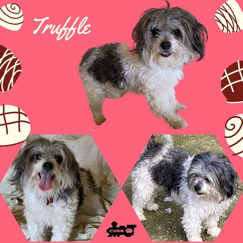 Truffle (Ritzy)