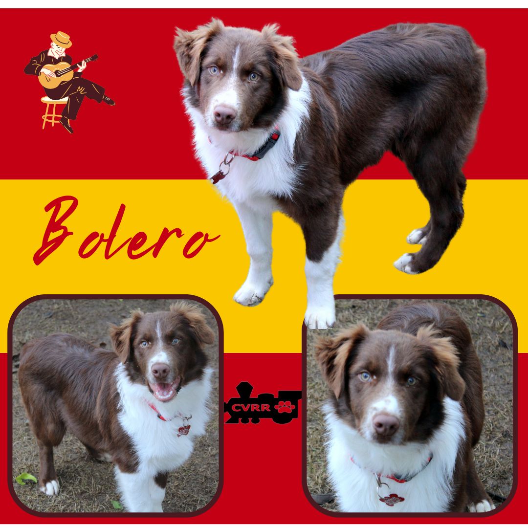 Bolero Ritzy s Web Page bolero-ritzy-s-web-page