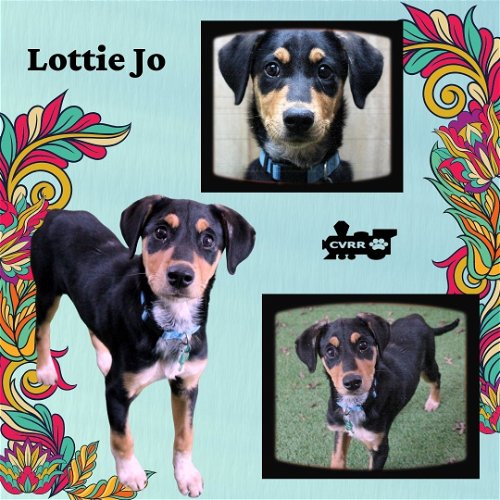 Lottie Jo (Puppy)