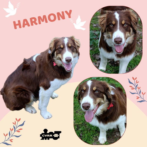 Harmony (Ritzy)