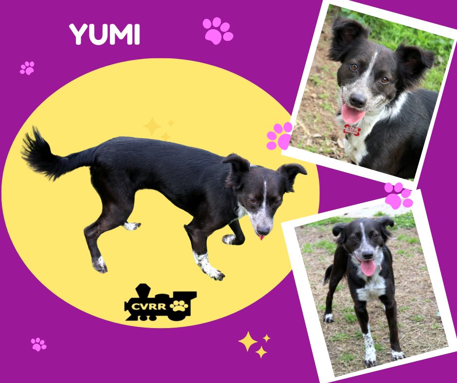 Yumi s web page