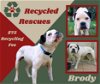 Brody (Recycle)
