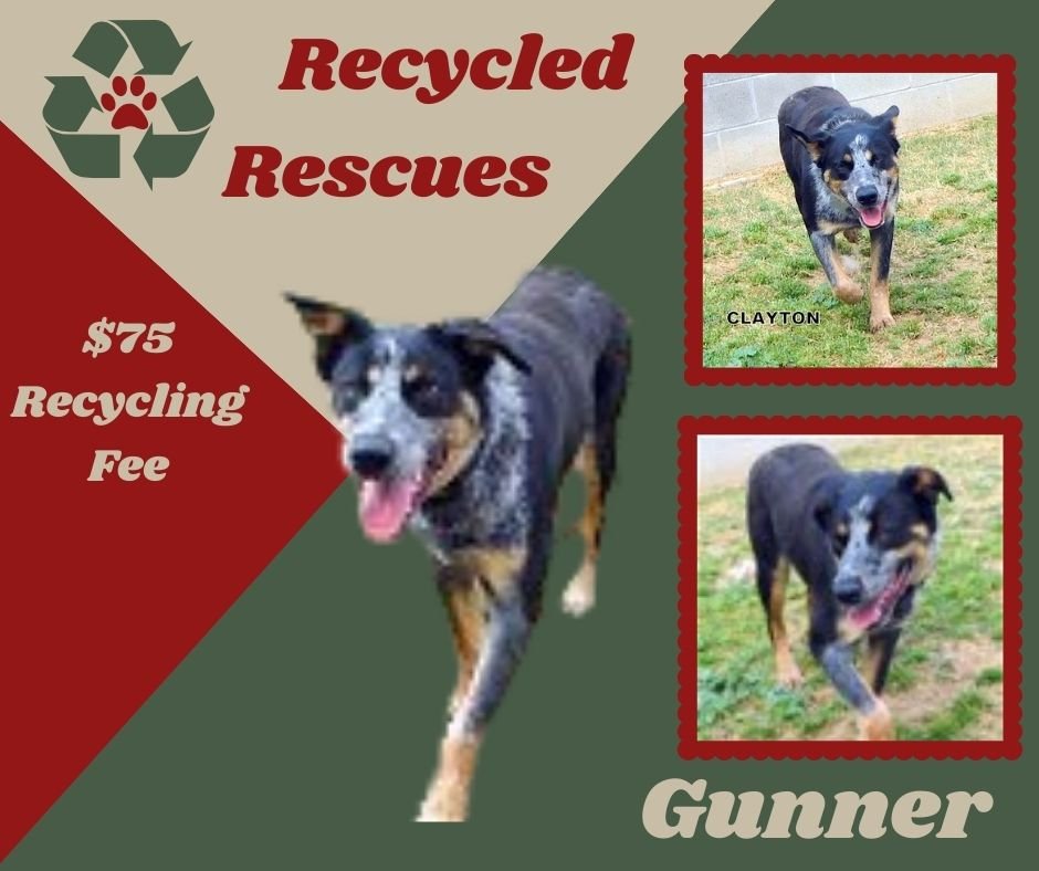 adoptable Dog in Lindsay, CA named Gunner (Recycle)