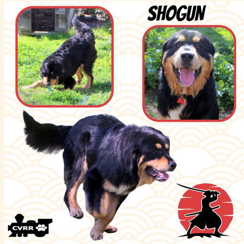 Shogun