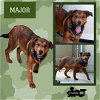 Major (Puppy)