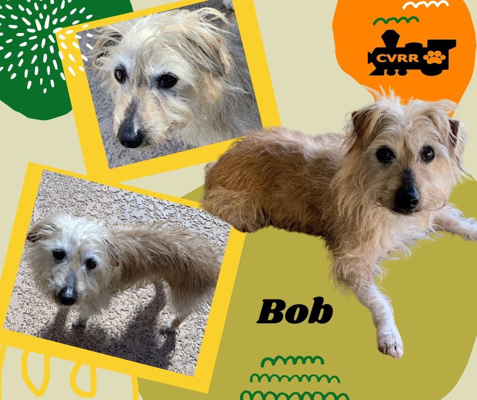 adoptable Dog in Lindsay, CA named Bob
