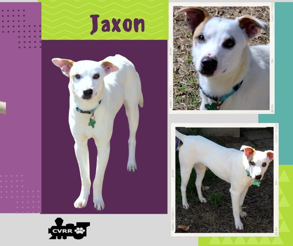 adoptable Dog in Lindsay, CA named Jaxon
