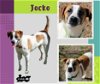 adoptable Dog in lindsay, CA named Jocko