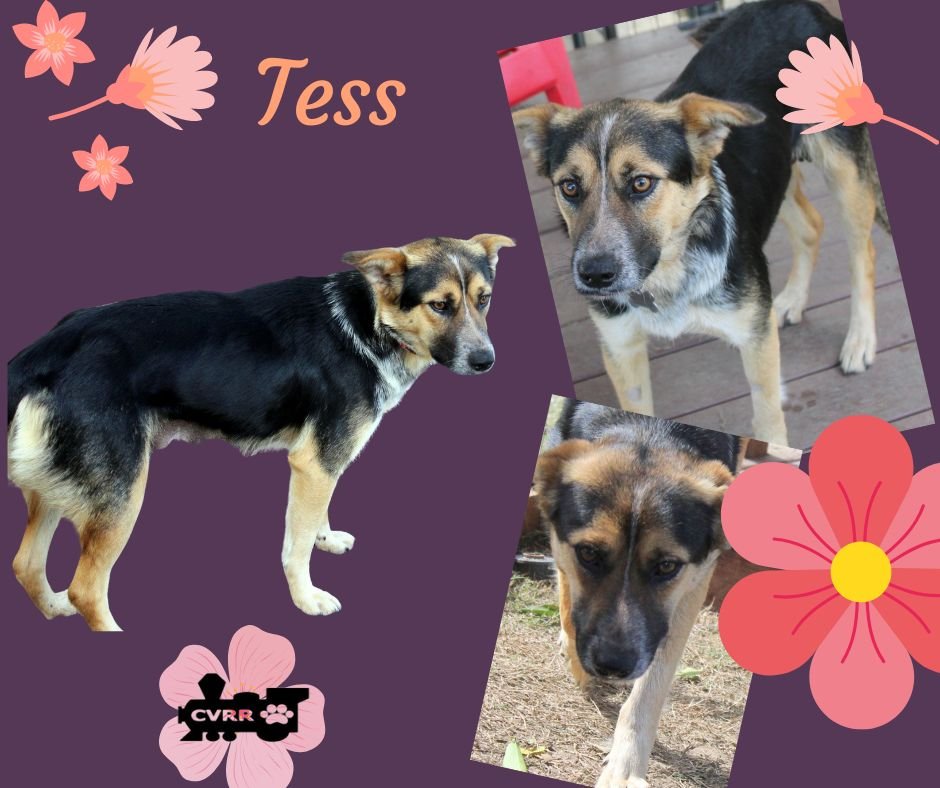 adoptable Dog in Lindsay, CA named Tess