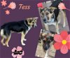 adoptable Dog in lindsay, CA named Tess
