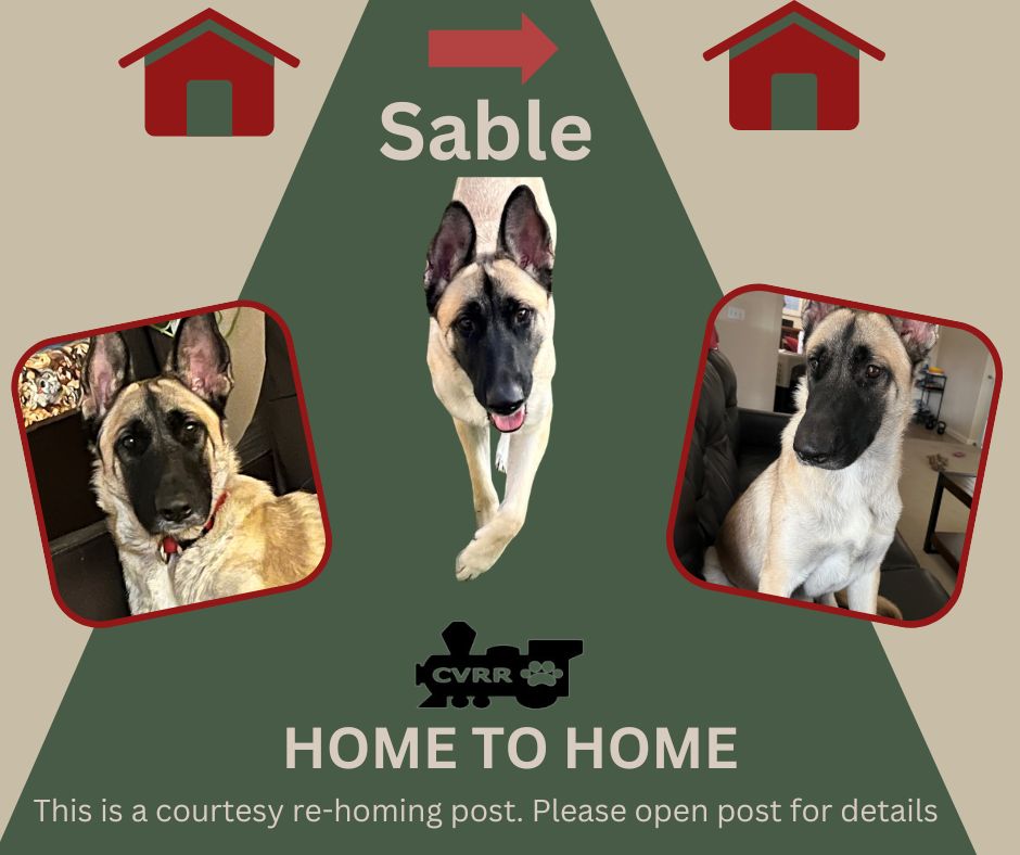 adoptable Dog in Lindsay, CA named *Sable (Home to Home)