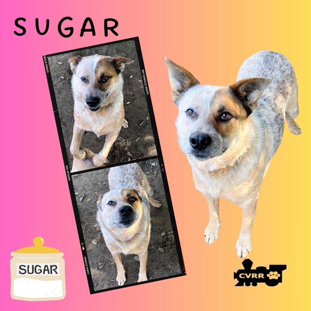 adoptable Dog in Lindsay, CA named Sugar