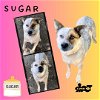 adoptable Dog in  named Sugar