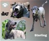 adoptable Dog in  named Sterling (Ritzy)