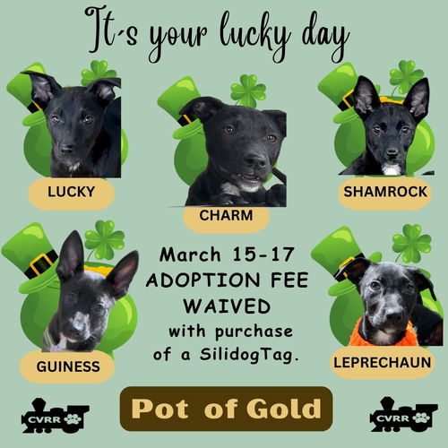 St. Patrick's Day Pups