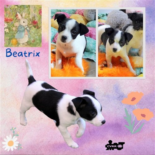 Beatrix (Puppy)