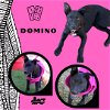 adoptable Dog in  named Domino (Puppy)